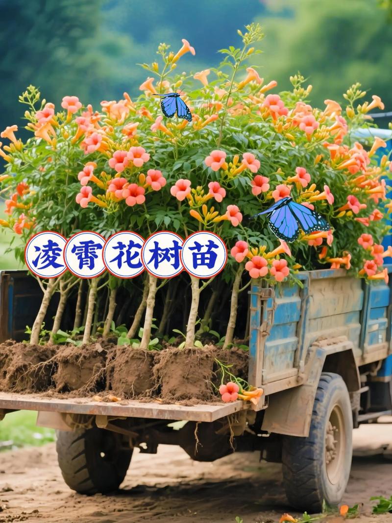 凌霄花怎么换盆?抓住黄金时间,3步搞定根系复壮 凌霄花换盆的黄金时机与信号