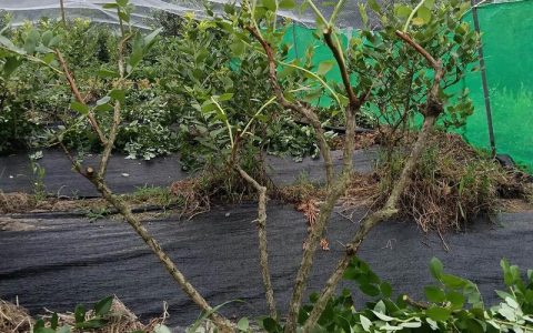 盆栽蓝莓怎么修剪？科学修剪技巧与全流程养护指南
