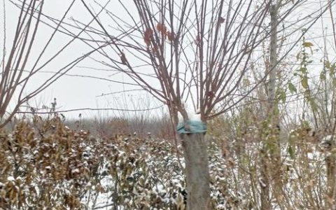 10公分榆叶梅树多少钱？