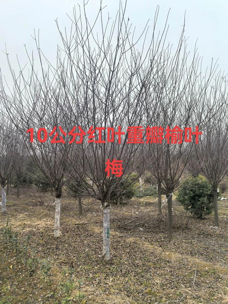 10公分榆叶梅树多少钱? 10公分榆叶梅,先看什么规格?