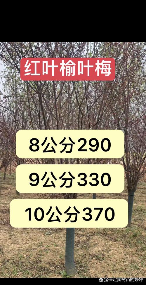 10公分榆叶梅树多少钱? 买多少数量,单价会怎么变?