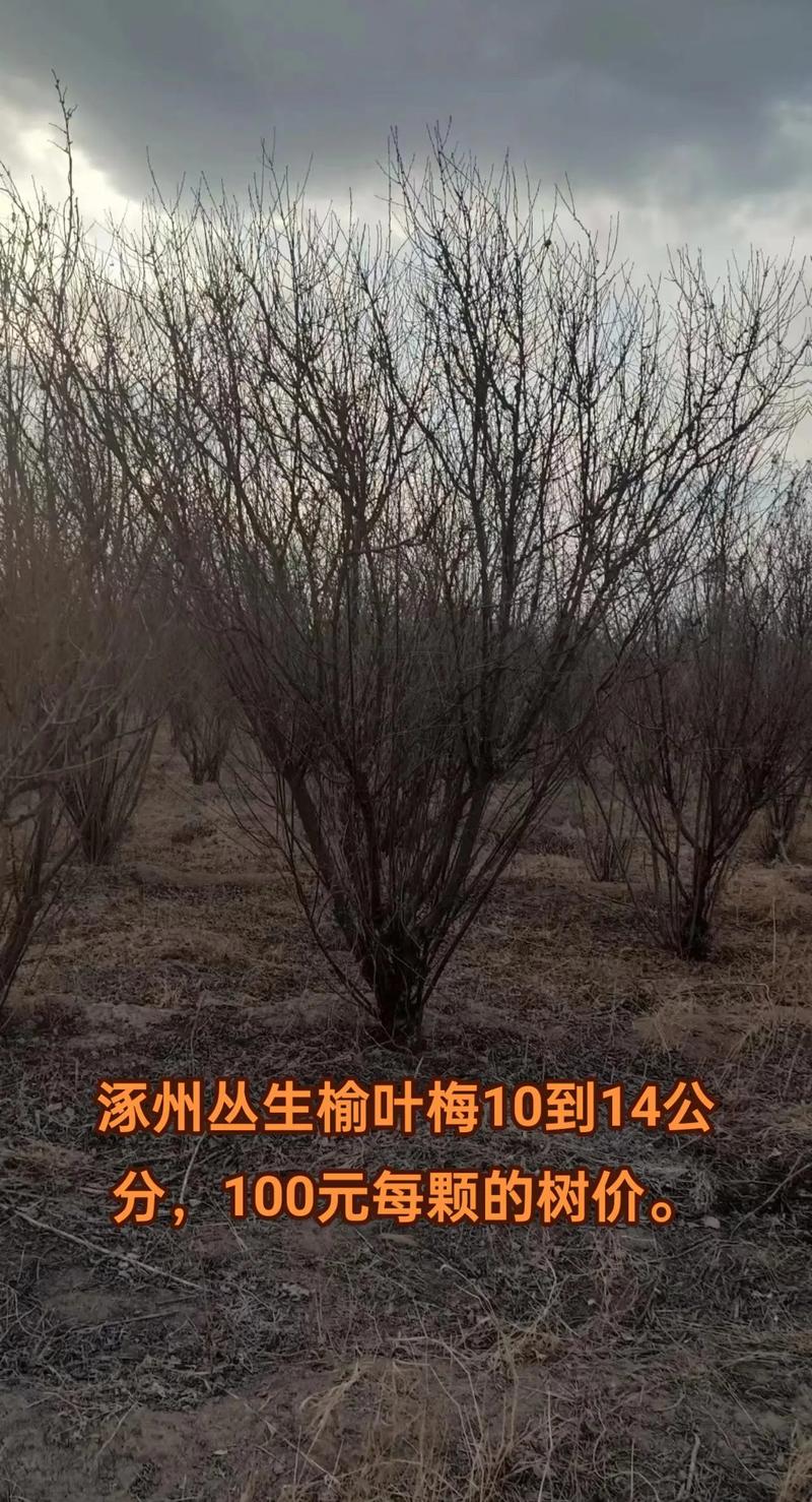 10公分榆叶梅树多少钱? 采购时怎么判断值不值?