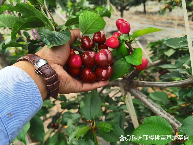 大樱桃不开花不结果的原因有哪些?系统性诊断与促花促果指南 常见原因列表与典型症状