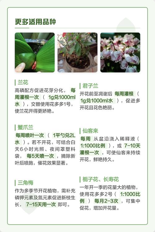 大樱桃不开花不结果的原因有哪些?系统性诊断与促花促果指南 总结