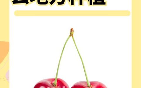 车厘子适合在海南种植吗？从选种到成活的完整指南