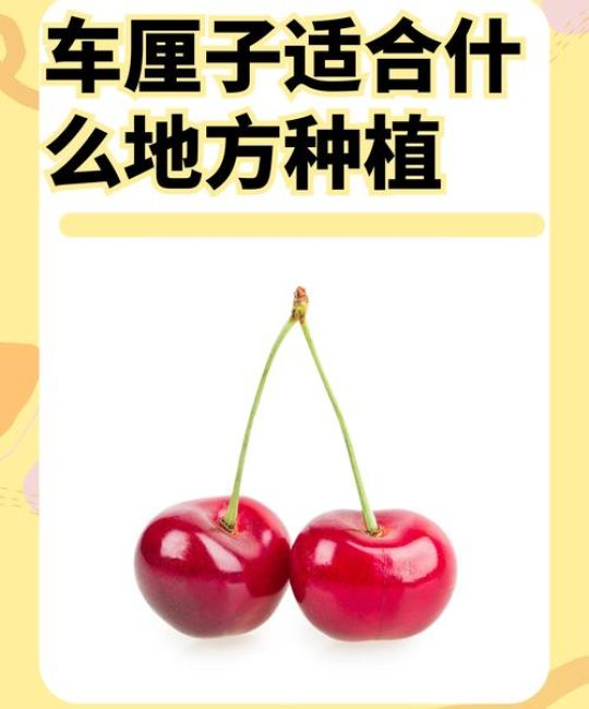 车厘子适合在海南种植吗？从选种到成活的完整指南