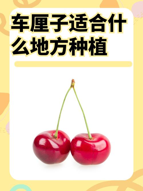 车厘子适合在海南种植吗?从选种到成活的完整指南 车厘子适合在海南种植吗?从选种到成活的完整指南