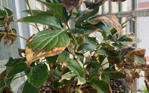芍药叶子枯萎还能活吗？全面诊断与挽救指南