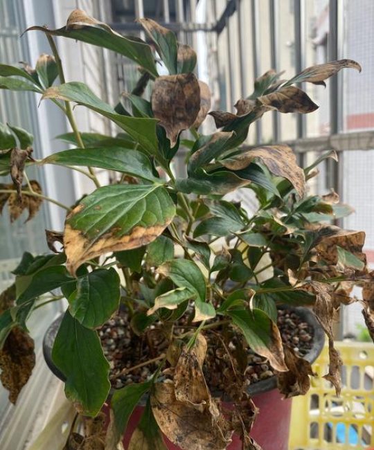 芍药叶子枯萎还能活吗？全面诊断与挽救指南