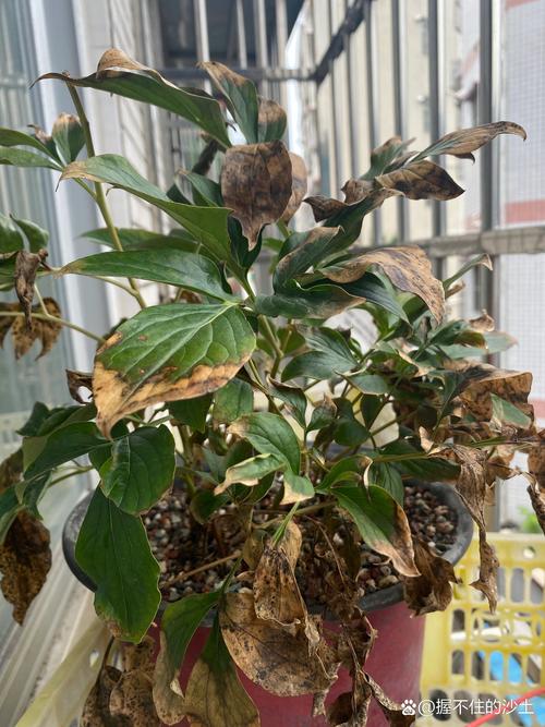 芍药叶子枯萎还能活吗?全面诊断与挽救指南 芍药叶子枯萎还能活吗?全面诊断与挽救指南