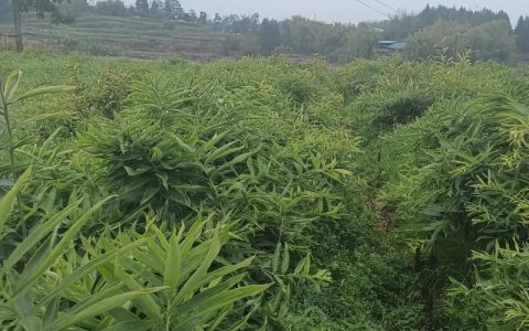 黄精种植技术指南：从选时到收获，亩产轻松达3000斤