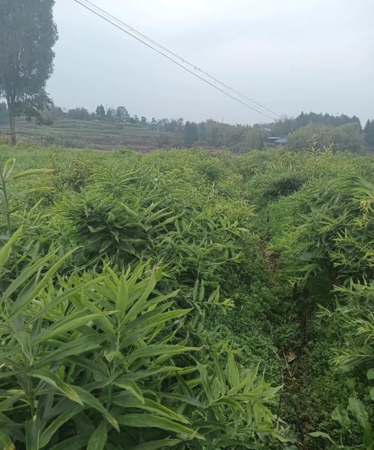 黄精种植技术指南：从选时到收获，亩产轻松达3000斤
