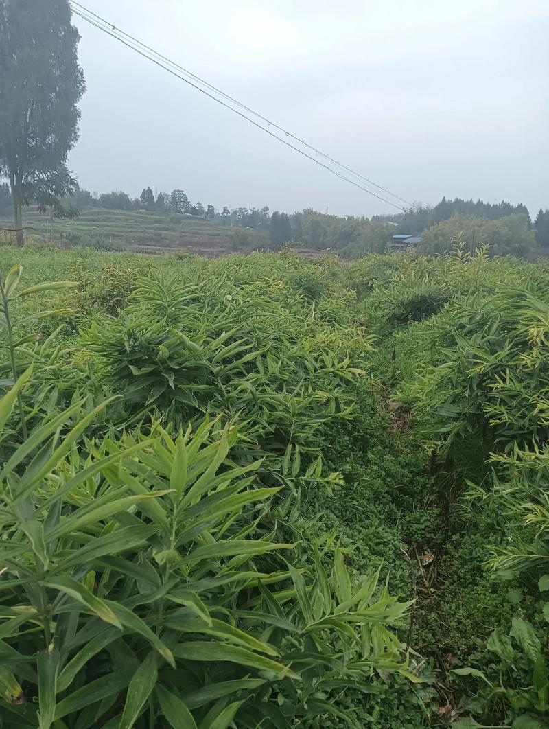 黄精种植技术指南:从选时到收获,亩产轻松达3000斤 一、适宜时间