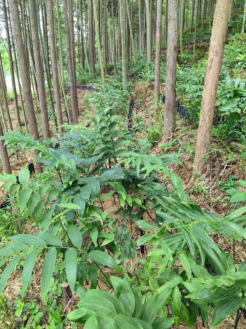 黄精种植技术指南:从选时到收获,亩产轻松达3000斤 二、土壤环境