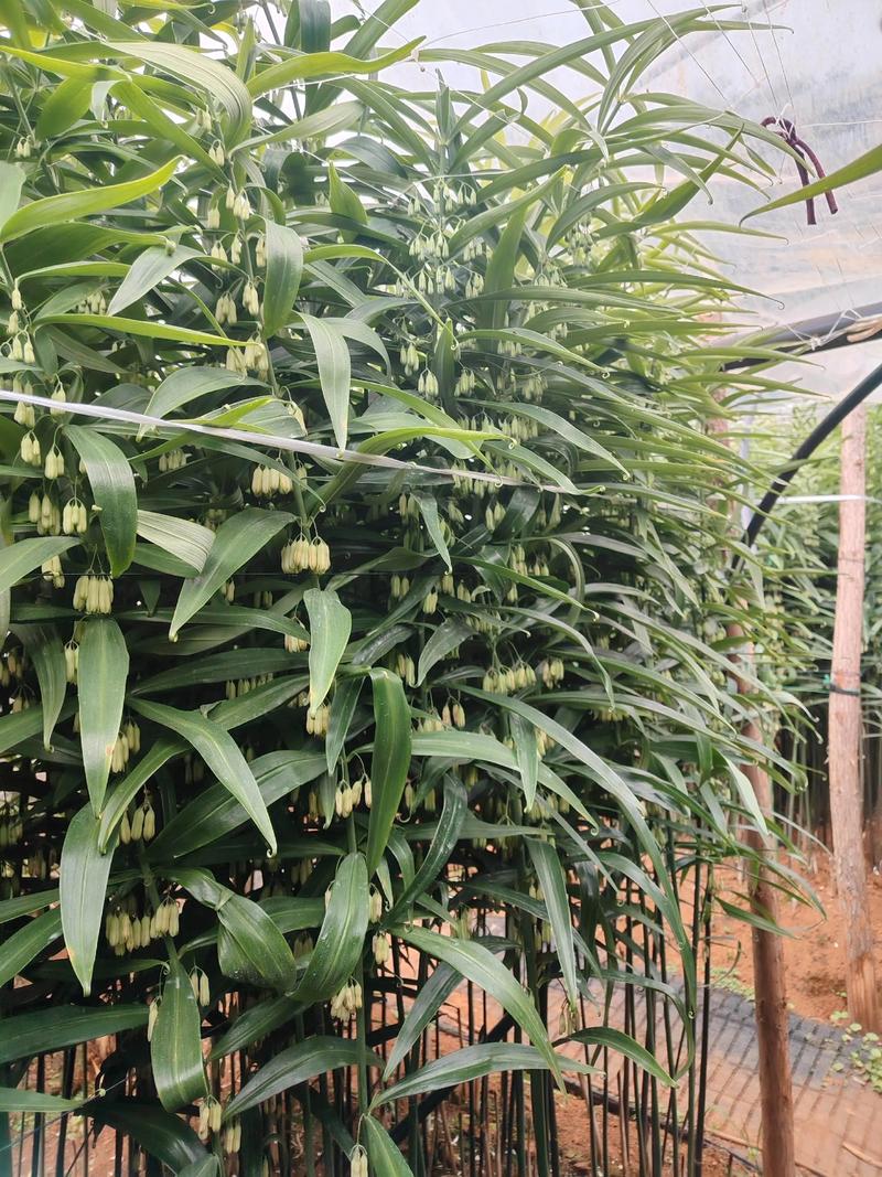 黄精种植技术指南:从选时到收获,亩产轻松达3000斤 三、栽前处理