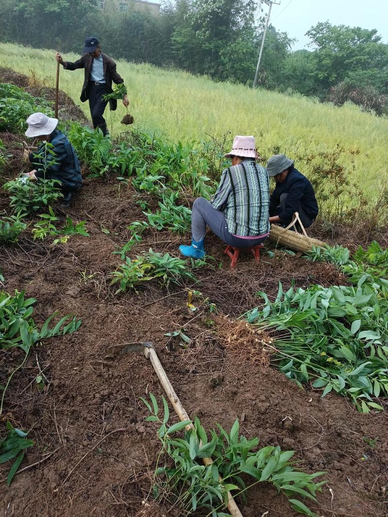黄精种植技术指南:从选时到收获,亩产轻松达3000斤 五、浇定根水