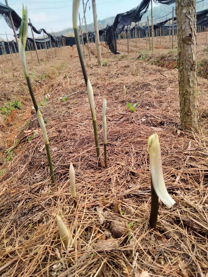 黄精种植技术指南:从选时到收获,亩产轻松达3000斤 六、缓苗管理