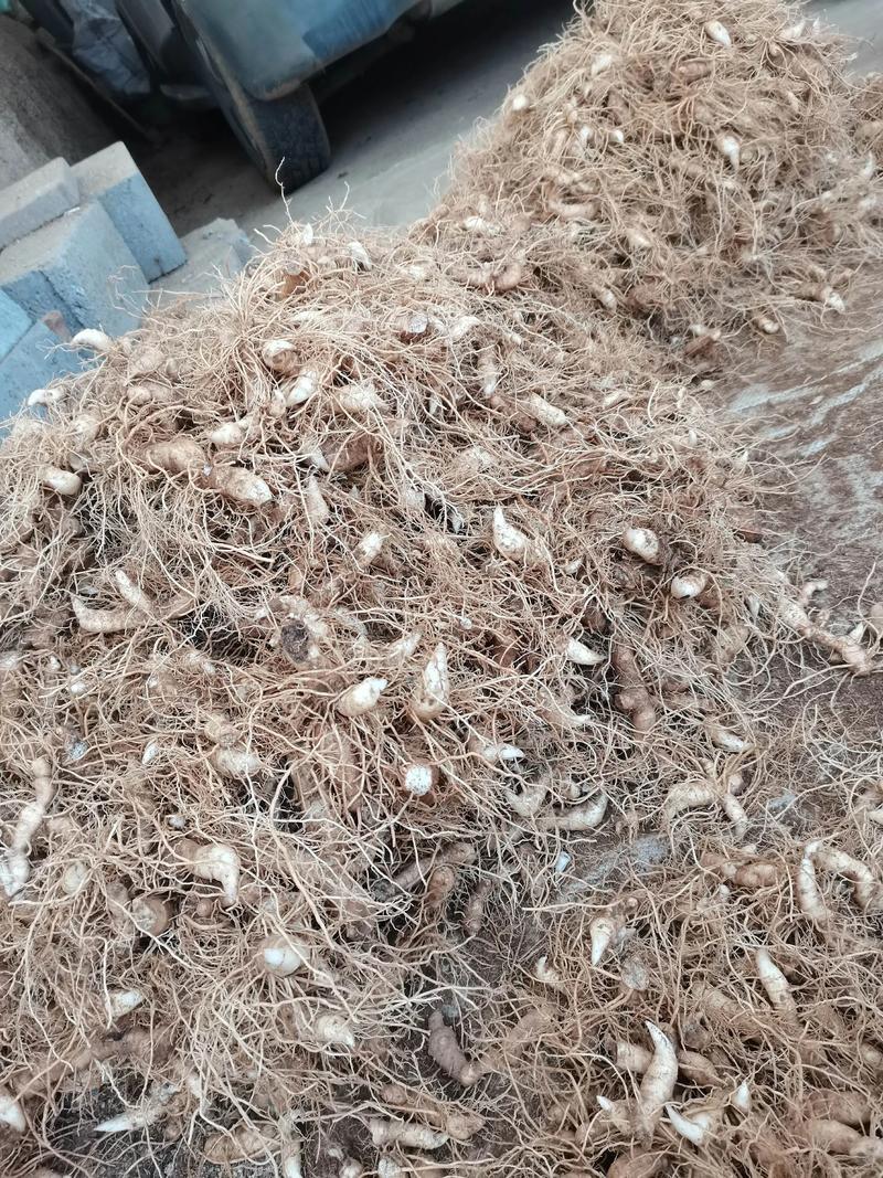 黄精种植技术指南:从选时到收获,亩产轻松达3000斤 七、成活注意事项