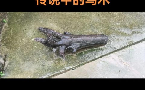 乌木多少钱一吨？2024年最新价格区间与影响因素解析