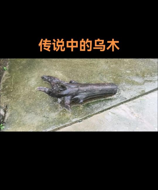 乌木多少钱一吨？2024年最新价格区间与影响因素解析