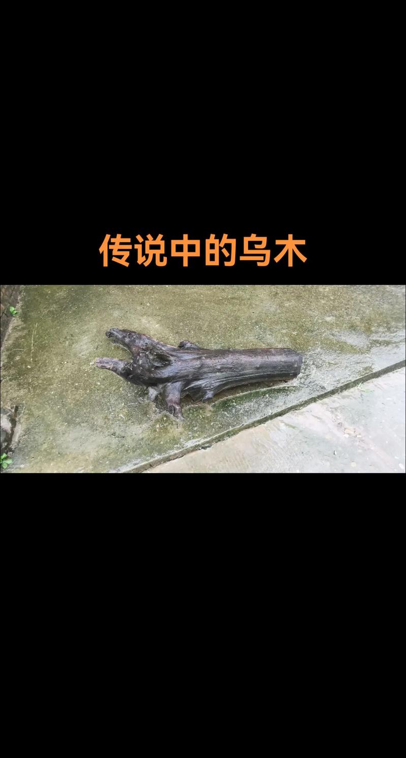 乌木多少钱一吨?2024年最新价格区间与影响因素解析 价格快速参考