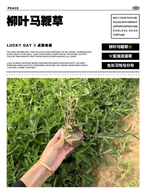 柳叶马鞭草种子多少钱?2024最新价格参考与影响因素全解析 季节影响价格