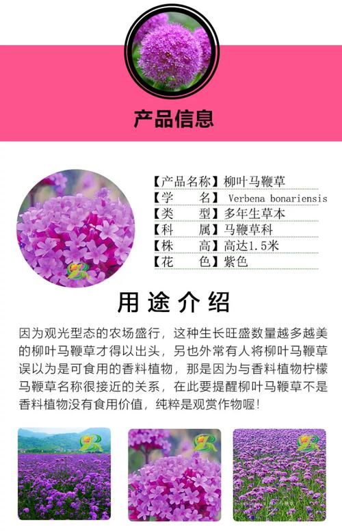 柳叶马鞭草种子多少钱?2024最新价格参考与影响因素全解析 产地影响价格