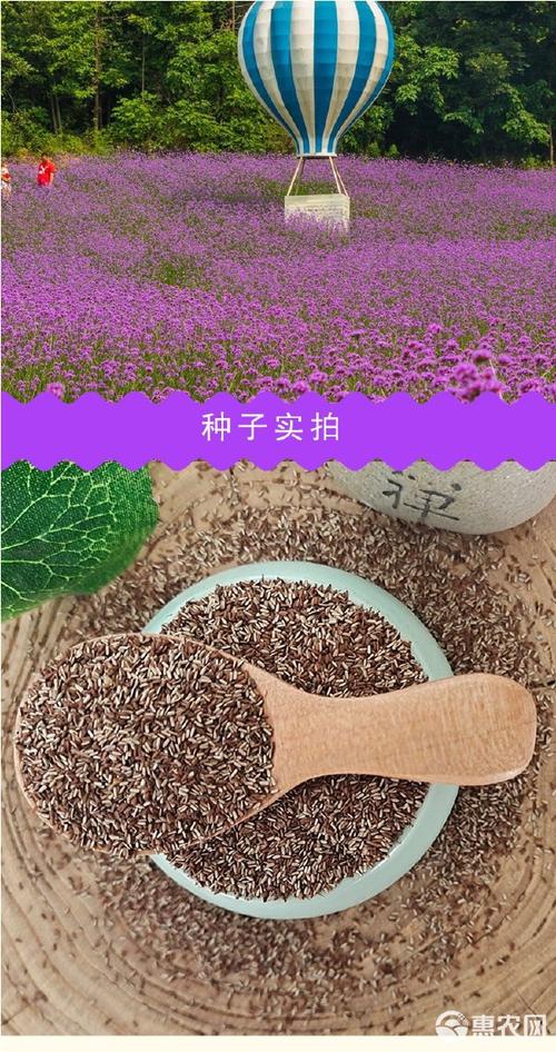 柳叶马鞭草种子多少钱?2024最新价格参考与影响因素全解析 数量影响价格