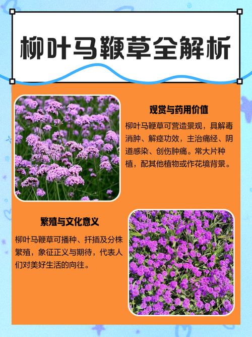 柳叶马鞭草种子多少钱?2024最新价格参考与影响因素全解析 运输影响价格