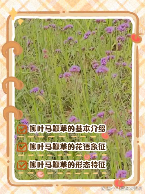 柳叶马鞭草种子多少钱?2024最新价格参考与影响因素全解析 价格影响因素汇总表