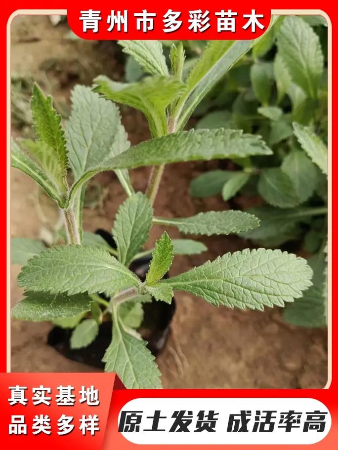 柳叶马鞭草种子多少钱?2024最新价格参考与影响因素全解析 FAQ