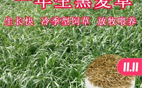 黑麦草种植技术与养护全攻略：快速成坪与高效管理指南
