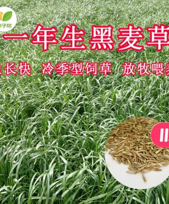 黑麦草种植技术与养护全攻略：快速成坪与高效管理指南
