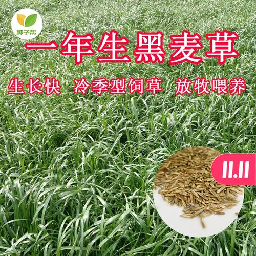 黑麦草种植技术与养护全攻略:快速成坪与高效管理指南 黑麦草种植技术与养护全攻略:快速成坪与高效管理指南