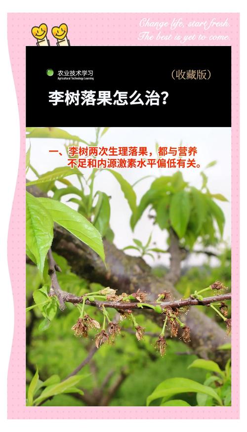 李子树坐果期如何科学施肥 | 从花前到膨果的肥料选择与操作指南 光照:全日照环境最有利于坐果,但夏季需适当遮阴