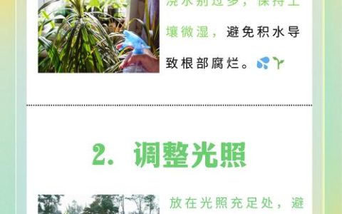 龙血树叶子发黄为什么？四大原因排查与精准防治指南