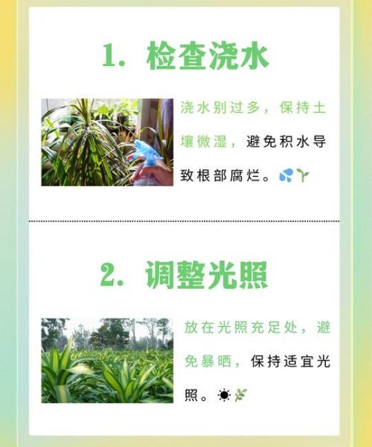 龙血树叶子发黄为什么？四大原因排查与精准防治指南