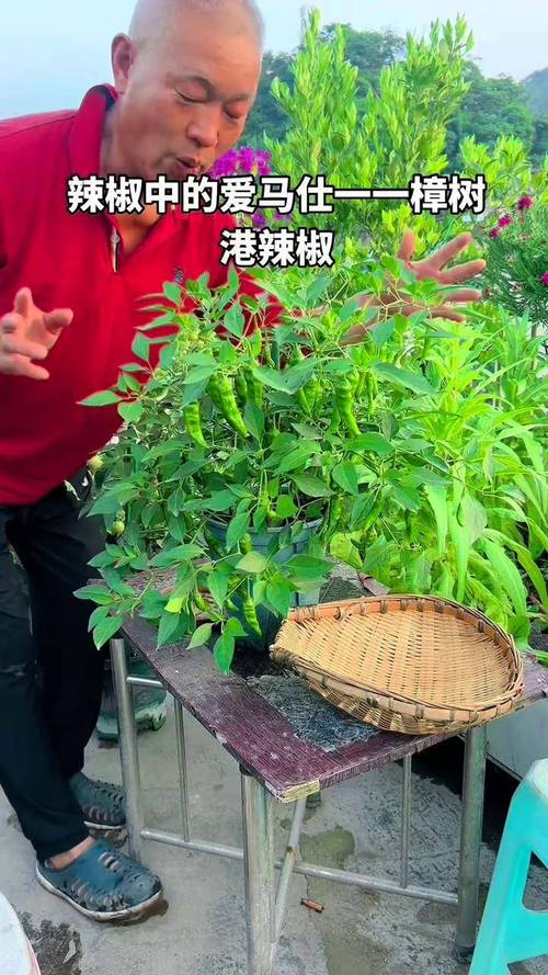 樟树港辣椒价格多少钱一斤?2024年最新参考价 影响因素二:产地