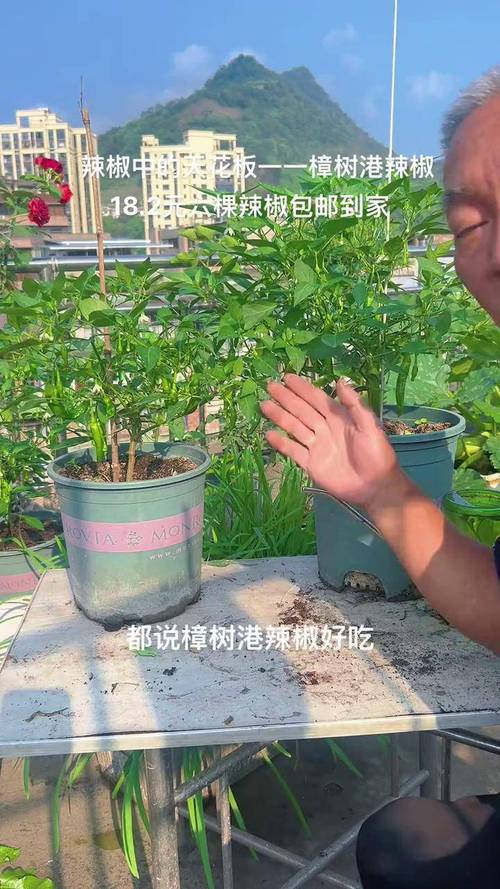樟树港辣椒价格多少钱一斤?2024年最新参考价 影响因素五:运输