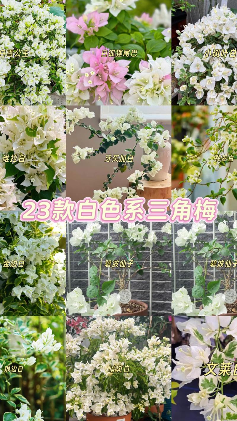 白狐狸尾巴三角梅勤花吗?品种特性与养护全攻略 三、核心养护要点