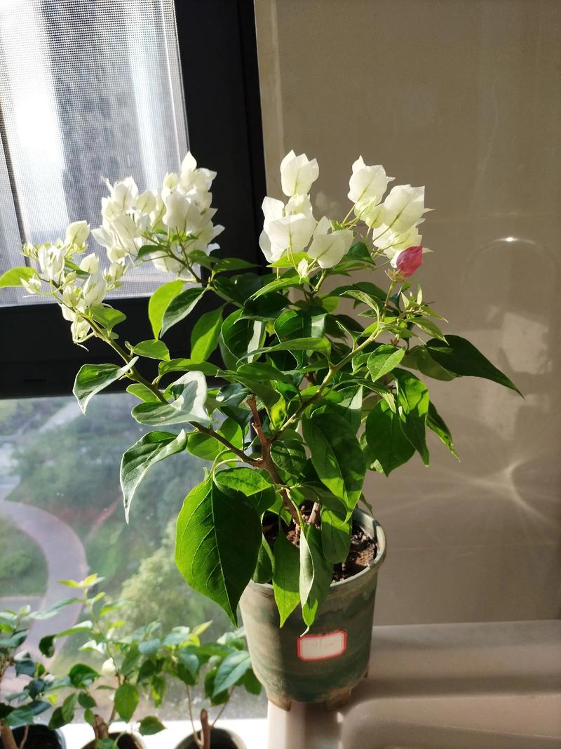 白狐狸尾巴三角梅勤花吗?品种特性与养护全攻略 五、常见问题与解答