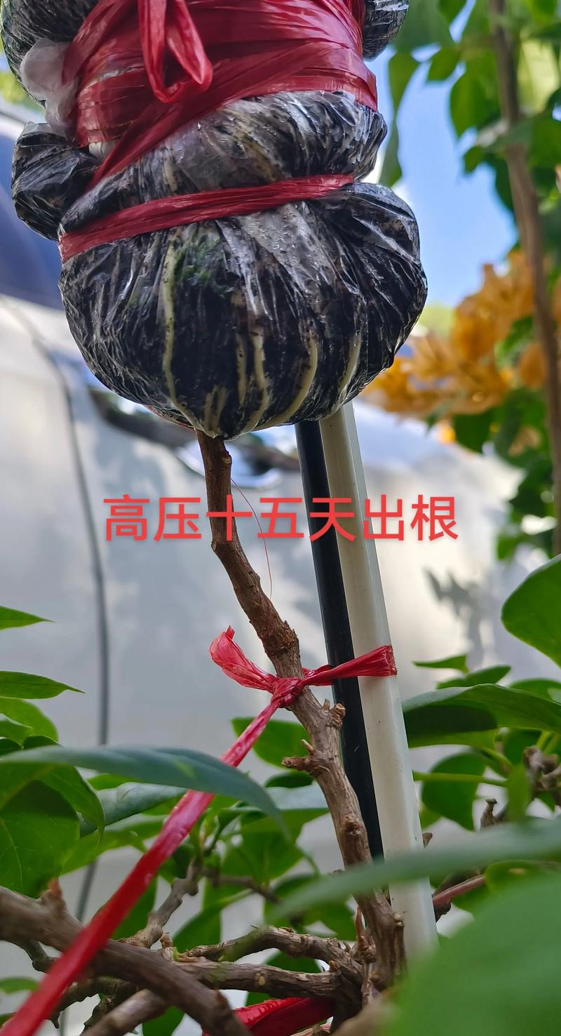 白狐狸尾巴三角梅勤花吗?品种特性与养护全攻略 六、总结:勤花与否,尽在养护