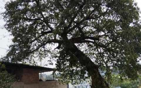 黄果树（黄果柑）种植全攻略：品种选择、结果年限与苗木采购黄金标准