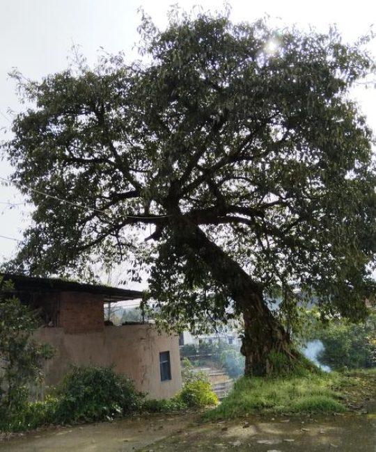 黄果树（黄果柑）种植全攻略：品种选择、结果年限与苗木采购黄金标准