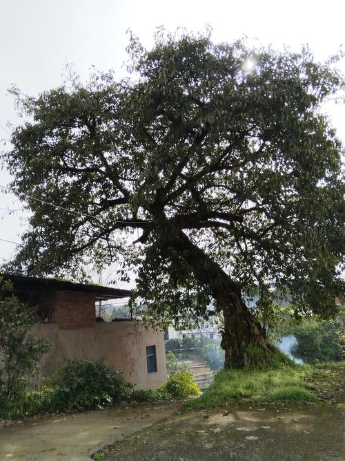 黄果树(黄果柑)种植全攻略:品种选择、结果年限与苗木采购黄金标准 黄果树(黄果柑)种植全攻略:品种选择、结果年限与苗木采购黄金标准