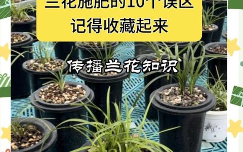 开花期间花可以施肥吗？家庭园艺施肥全指南