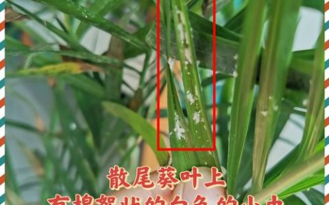 家里的花有小白虫怎么办？别慌，分三步科学防治