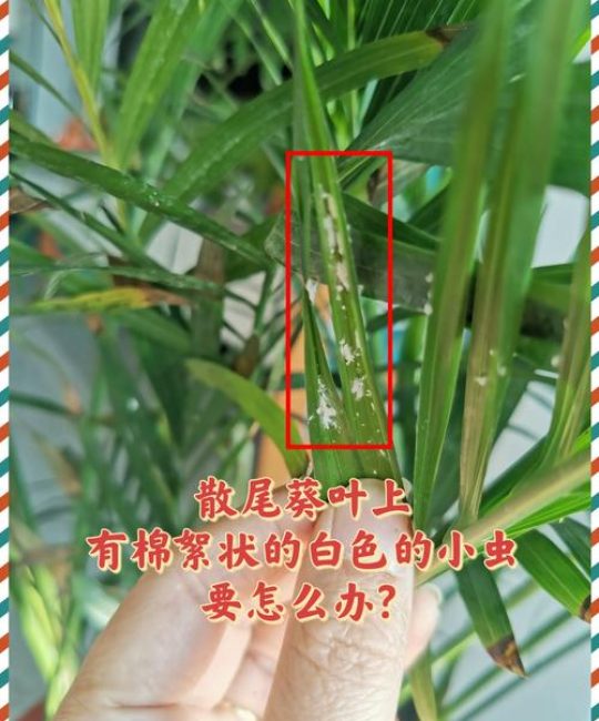 家里的花有小白虫怎么办？别慌，分三步科学防治