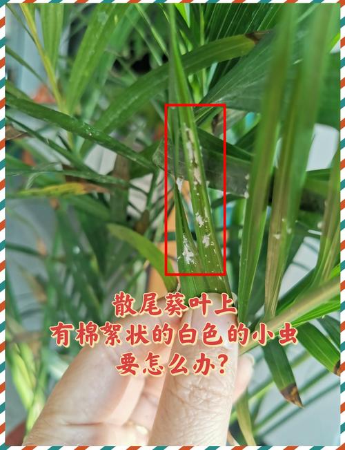 家里的花有小白虫怎么办?别慌,分三步科学防治 家里的花有小白虫怎么办?别慌,分三步科学防治