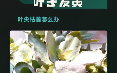 花叶子尖发黄干枯怎么治？4大原因及针对性解决办法